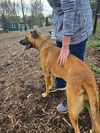 adoptable Dog in  named Bonnie (Courtesy Post)