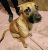 Bonnie (Courtesy Post) - Photo 2
