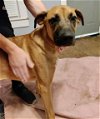 adoptable Dog in  named Bonnie (Courtesy Post)