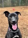 adoptable Dog in rutherfordton, NC named Mouse