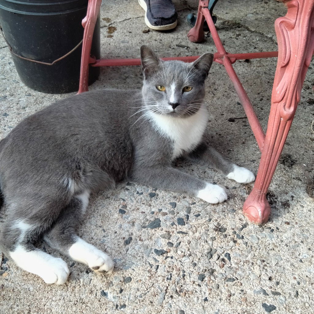 adoptable Cat in Rutherfordton, NC named Grey Boy (Courtesy Post)