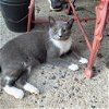 adoptable Cat in rutherfordton, NC named Grey Boy (Courtesy Post)