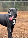 adoptable Dog in  named Larry