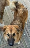 adoptable Dog in  named Karma (Courtesy Post)