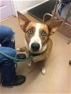 adoptable Dog in rutherfordton, NC named Heidi
