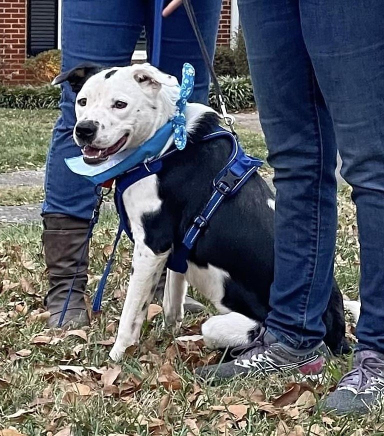adoptable Dog in Rutherfordton, NC named Donut