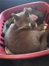 adoptable Cat in rutherfordton, NC named Katana (Courtesy Post)
