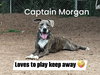 Captain Morgan - Photo 1