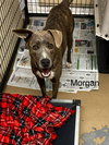 Captain Morgan - Photo 2