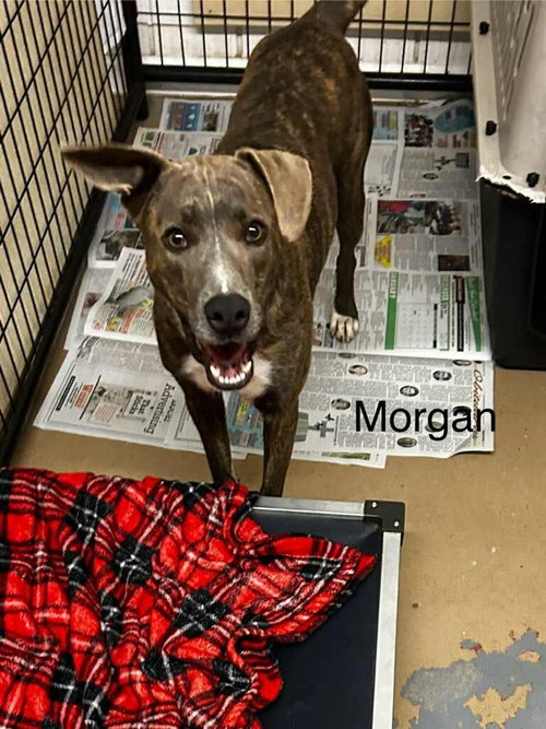 CAPTAIN MORGAN - Boxer available for adoption