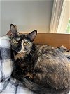 adoptable Cat in rutherfordton, NC named Sable
