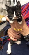 adoptable Cat in rutherfordton, NC named Adele