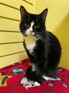 adoptable Cat in Rutherfordton, NC named Adele