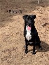 adoptable Dog in  named Riley