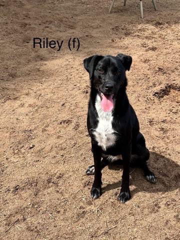 adoptable Dog in Rutherfordton, NC named Riley