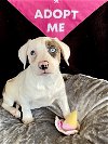 adoptable Dog in rutherfordton, NC named Pinwheel