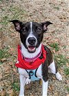 adoptable Dog in rutherfordton, NC named Sammy