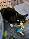 adoptable Cat in rutherfordton, NC named Boots