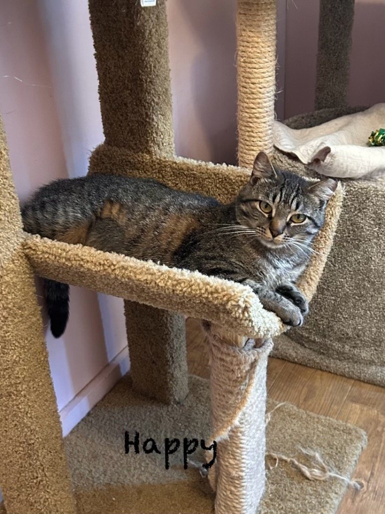 adoptable Cat in Rutherfordton, NC named Happy
