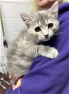 adoptable Cat in rutherfordton, NC named Penny