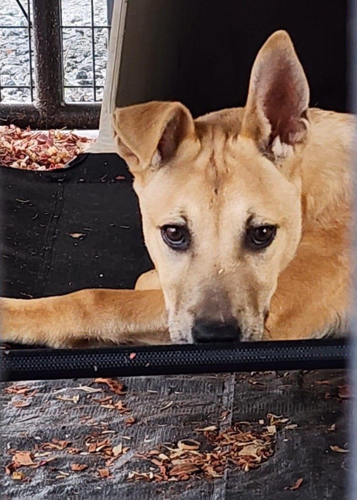 adoptable Dog in Rutherfordton, NC named Kovu