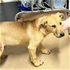 adoptable Dog in rutherfordton, NC named Simba