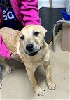 adoptable Dog in rutherfordton, NC named Nala