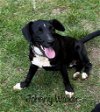 adoptable Dog in rutherfordton, NC named Johnnie Walker