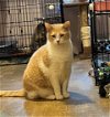 adoptable Cat in rutherfordton, NC named Maddox