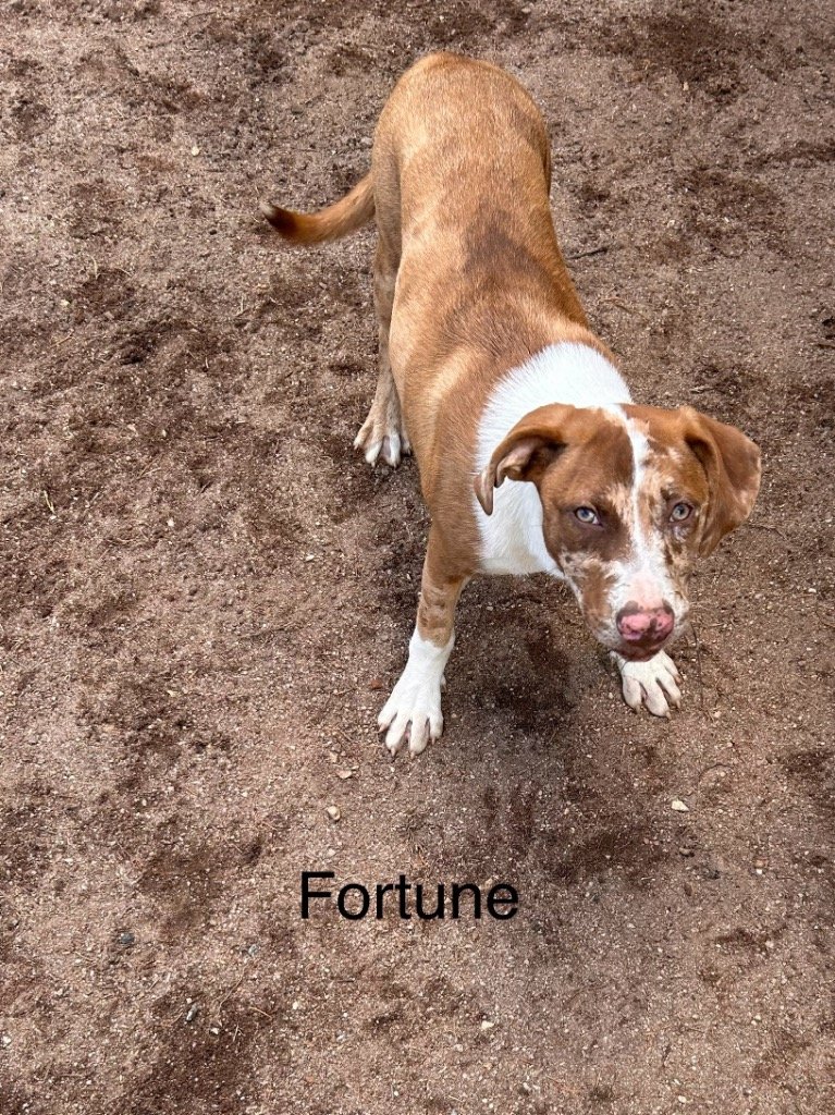 adoptable Dog in Rutherfordton, NC named Fortune