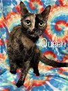 adoptable Cat in rutherfordton, NC named Queen