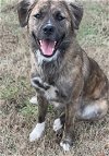 adoptable Dog in rutherfordton, NC named Lucy (Courtesy Post)