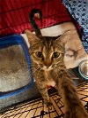 adoptable Cat in rutherfordton, NC named Raisinette