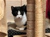 adoptable Cat in rutherfordton, NC named Petunia
