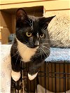 adoptable Cat in rutherfordton, NC named Iris