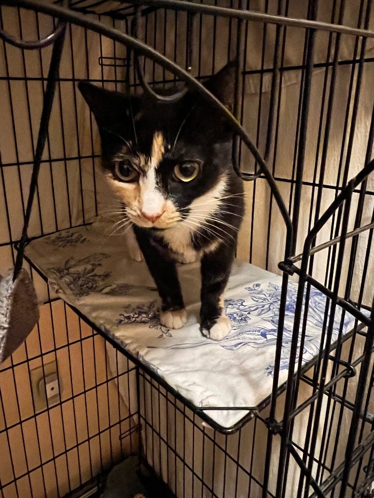 adoptable Cat in Rutherfordton, NC named Maple
