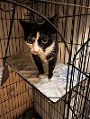 adoptable Cat in rutherfordton, NC named Maple