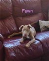adoptable Dog in , NC named Fawn