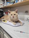 adoptable Cat in rutherfordton, NC named Sunny