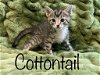 adoptable Cat in , NC named Cottontail
