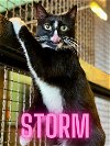 adoptable Cat in  named Storm