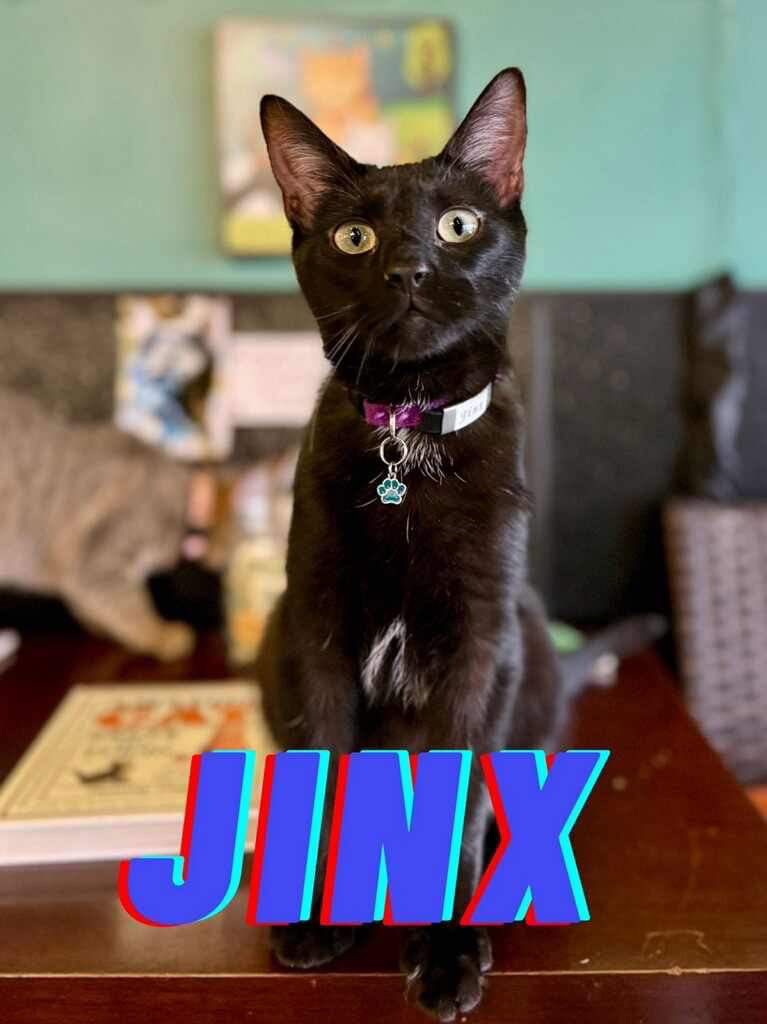 adoptable Cat in Rutherfordton, NC named Jinx