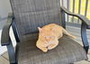 adoptable Cat in Rutherfordton, NC named Toby (Courtesy Post)