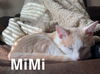 adoptable Cat in Rutherfordton, NC named MiMi (Courtesy Post)