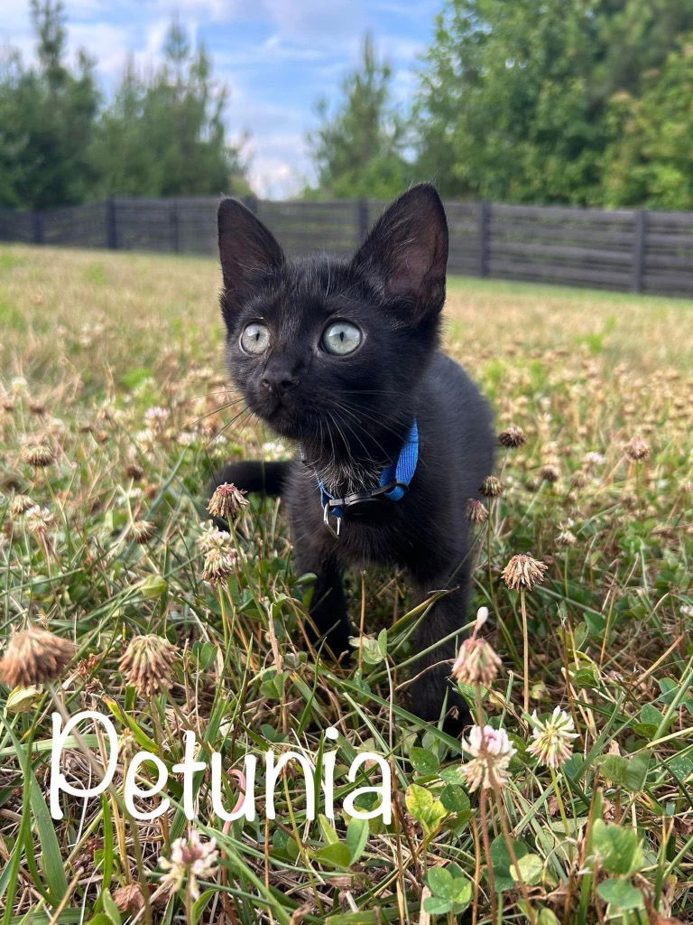 adoptable Cat in Rutherfordton, NC named Petunia