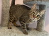 adoptable Cat in Rutherfordton, NC named River