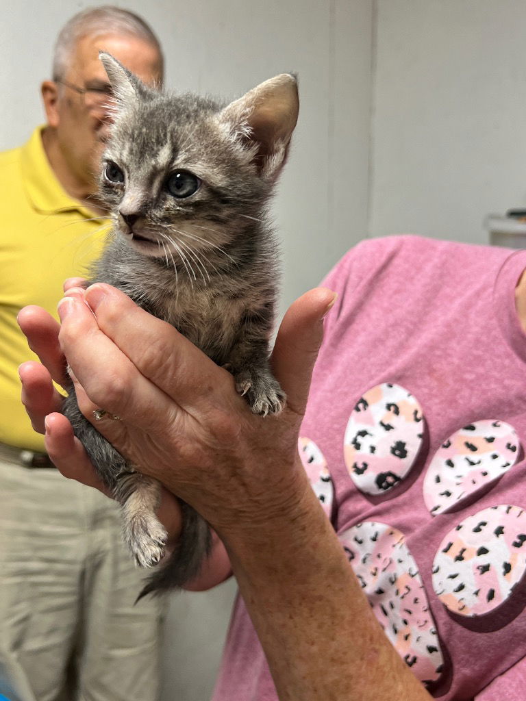 adoptable Cat in Rutherfordton, NC named Lea