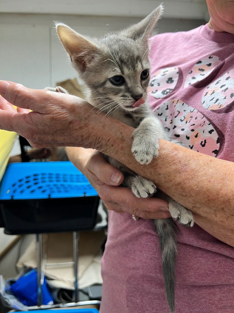 adoptable Cat in Rutherfordton, NC named Smoky