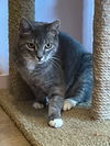 adoptable Cat in Rutherfordton, NC named Boots