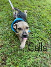 adoptable Dog in  named Calla